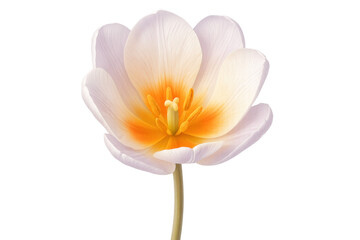 Fototapeta premium White tulip with orange center blooming, isolated on transparent background, perfect for spring designs