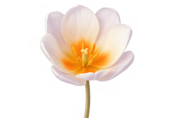 White tulip with orange center blooming, isolated on transparent background, perfect for spring designs