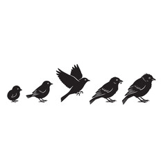 Bird life cycle silhouette set