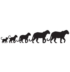 Silhouette set of leopard life cycle