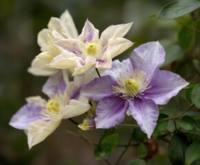 Obraz premium Cream and purple double Clematis florida Sieboldiana in flower, in the wild
