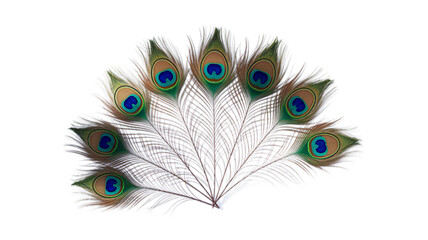 Obraz premium Mor Pankh, the sacred peacock feathers of Lord Krishna.