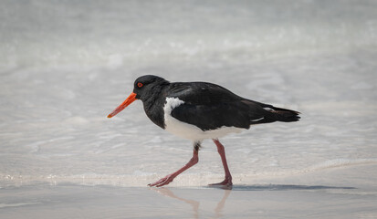 A Pied Oyster Catcher on a beach in South Australia, Australia