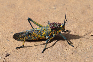 Rainbow Milkweek Locust  of Madagascar
