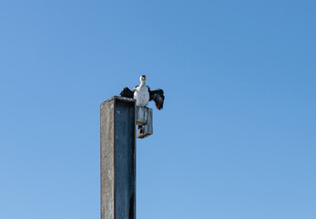 Australian Pied Cormorant drying its wings sitting on a light pole, South Australia, Australia