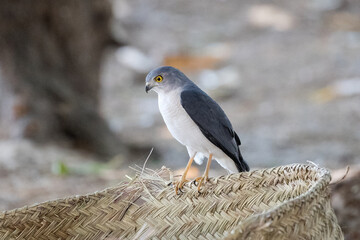 Frances's Sparrowhawk of Madagascar