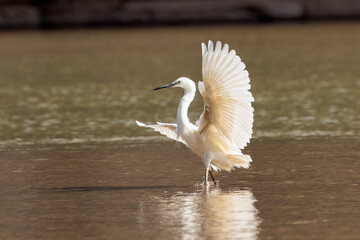 Dimorphic Egret  of Madagascar