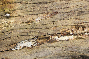 Close-up of Weathered Wood