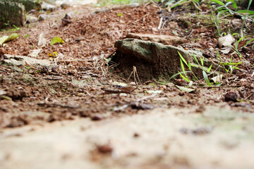 Forest Floor with Dirt and Rocks