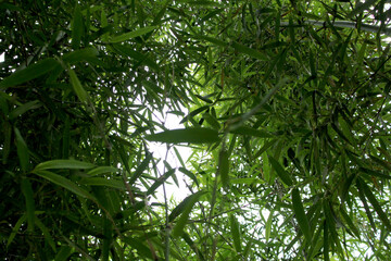 Green bamboo leaves against a bright sky