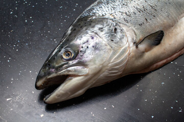 Fresh Atlantic salmon close-up on a black background.