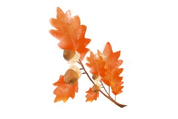 Watercolor illustration of oak and acron leaves. autumn maple leaf