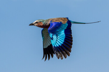 Lilac-breasted Roller in flight