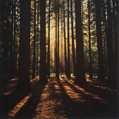 Obraz premium sun rays in the forest