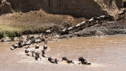 Wildebeest migration crossing Mara River Serengeti National Park