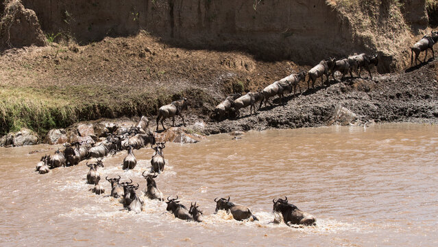 Wildebeest migration crossing Mara River Serengeti National Park