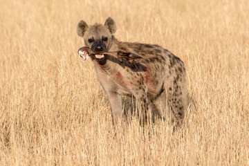 Spotted Hyena with food in mouth