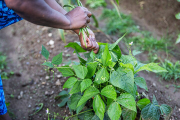 Close-up of female farmer harvesting green beans in vegetable garden