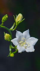 White bell flower.
