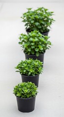 Several potted herbs arranged in a row.