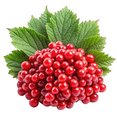 Fototapeta premium red currant isolated on white