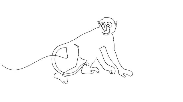 Animated self drawing of continuous one line drawing monkey vector outline. Full length animated