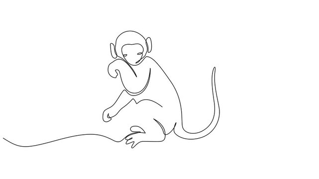 Animated self drawing of continuous one line drawing monkey vector outline. Full length animated