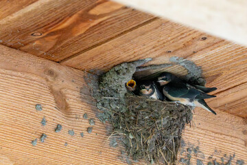 Rauchschwalben, Nest mit K&uuml;ken.