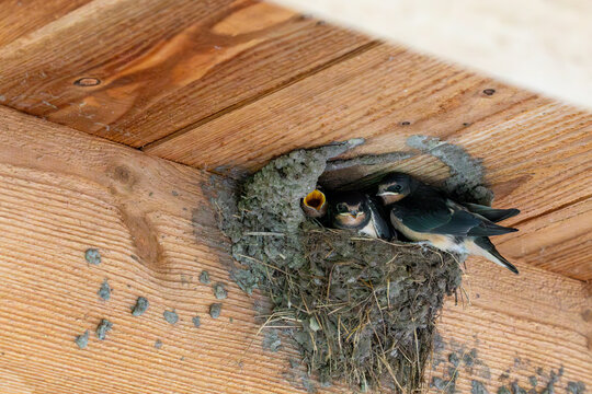 Rauchschwalben, Nest mit K&uuml;ken.