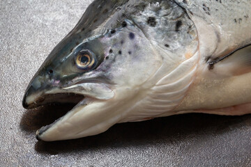 Raw salmon head close-up with detailed texture