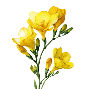 Botanical yellow freesias from a side view artwork in a dreamy watercolor style, AI-assisted vector design in EPS format, isolated against a pure white background.