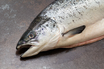 Fresh Atlantic salmon close-up on a black background.