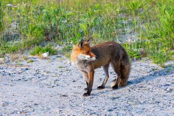 Strandfuchs Paula in Zingst.