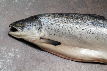 Fresh Atlantic salmon close-up on a black background.