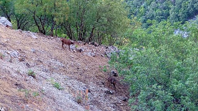 Female deers grazing on the mountain. Female deer eating grass among the rocks on a rocky mountain. Cazorla National Park. Spain.