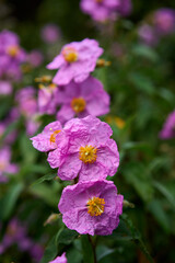Obraz premium pink rockrose in bloom
