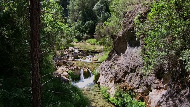 Dense forest crossed by a river at midday. High mountain waters in the middle of the forest. Cazorla National Park. Spain.