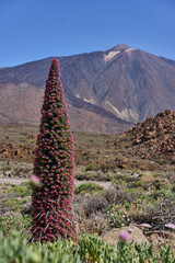 Blooming tajinaste and Mount Teide