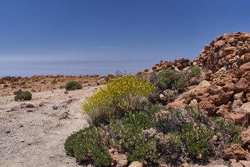 Wildflowers on volcanic plateau