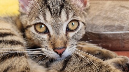 Small grey kitten relaxing at home. Close up. 