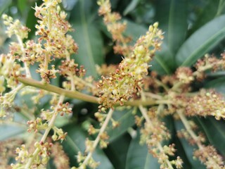 
A close-up of small, delicate yellow and orange blossoms on a branch, with blurred green leaves in the background.