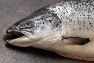 Fresh Atlantic salmon close-up on a black background.