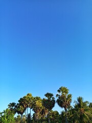 Obraz premium A row of lush palm trees stands against a vast, clear blue sky. The scene evokes a feeling of a warm, sunny day in a tropical location. 