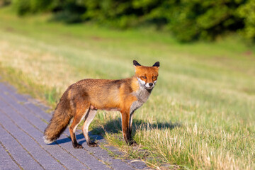 Fuchs am Radweg in Zingst an der Ostsee.