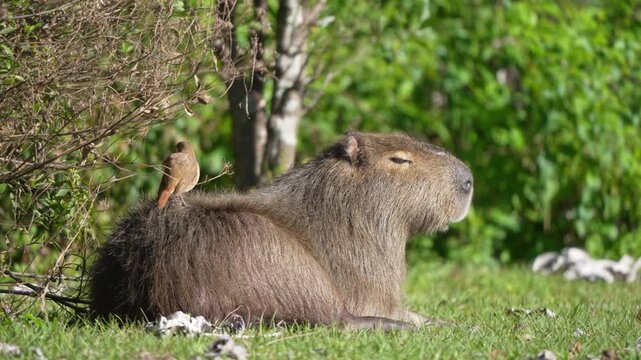 Capybara lies in grass under sunlight with a rufous hornero perched on its back, Ibera National Park, Corrientes, Argentina