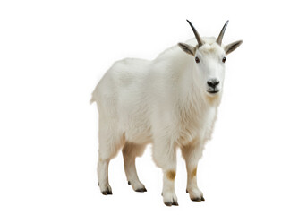 Fototapeta premium White mountain goat standing proudly isolated on transparent background