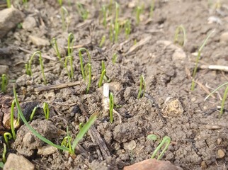 Tiny Green Shoots – Early Germination in a Garden Bed
