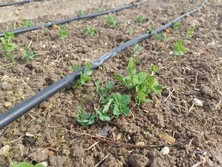Thriving Garden Plants with Drip Irrigation Setup