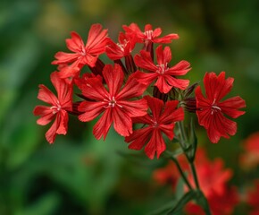 Red Maltese cross, or jerusalem cross, lychnis in flower, in the wild