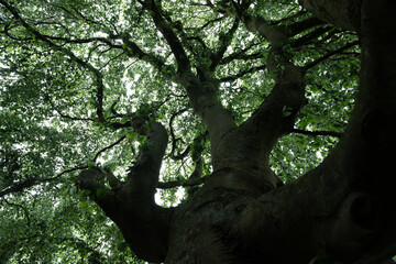 baum krone wald natur